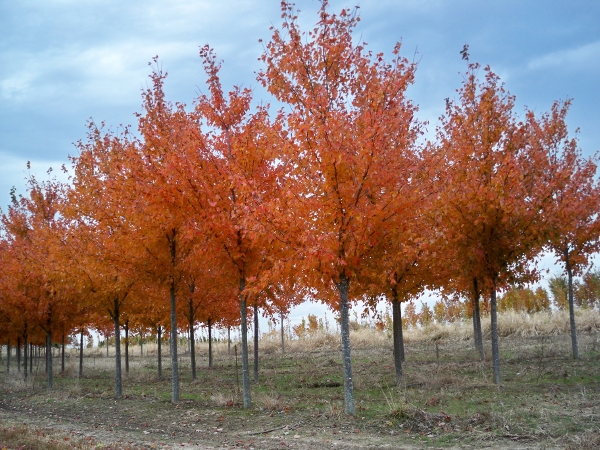 Maple Red Sunset, fall 023 - Rost Landscaping